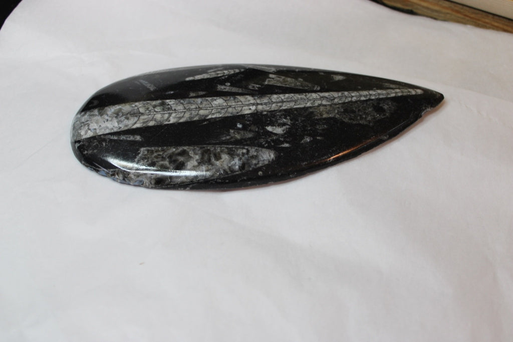 Fossil Orthoceras long conconical segmented shape 350-400 million yrs old1