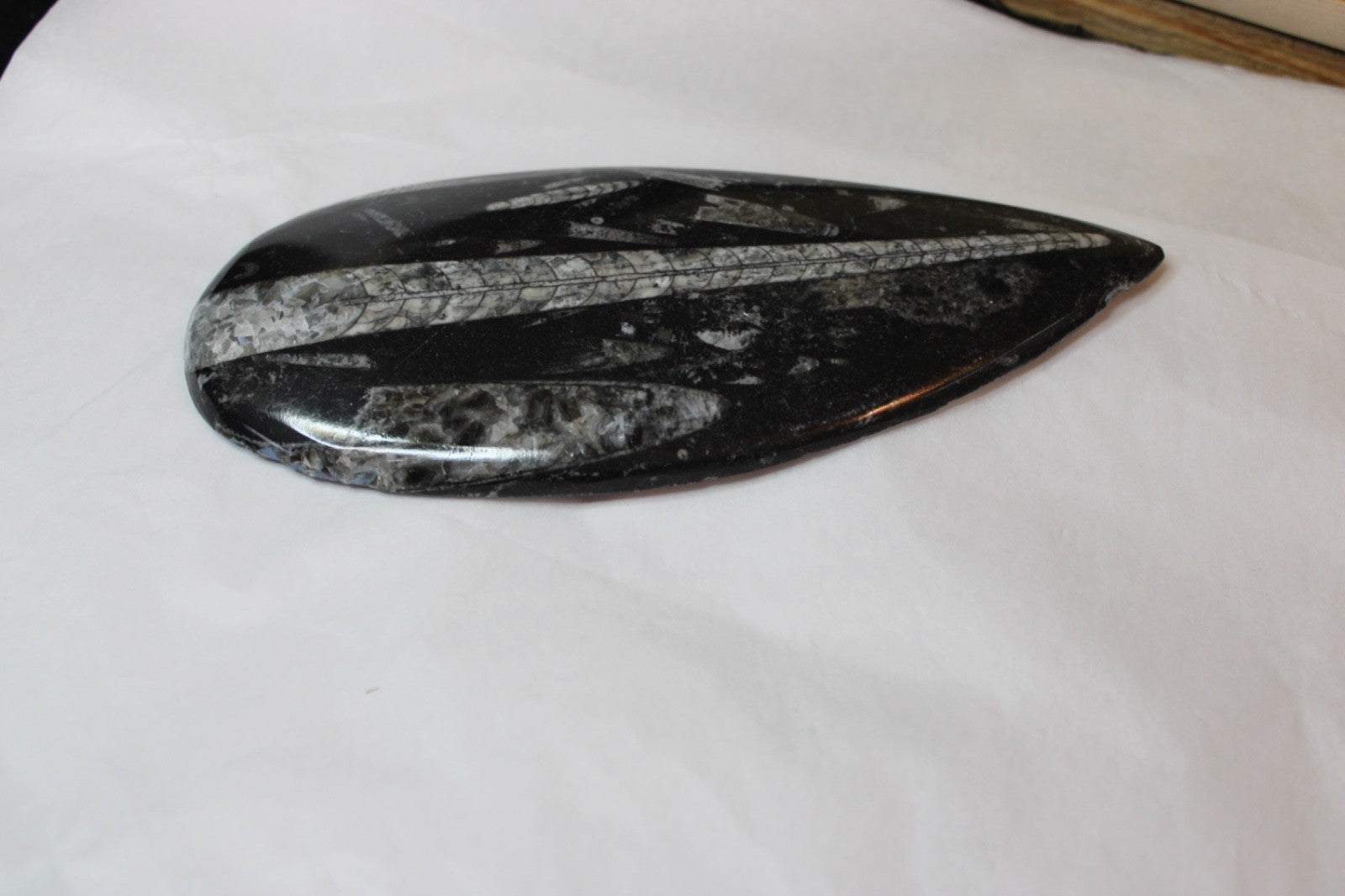Fossil Orthoceras long conconical segmented shape 350-400 million yrs old1