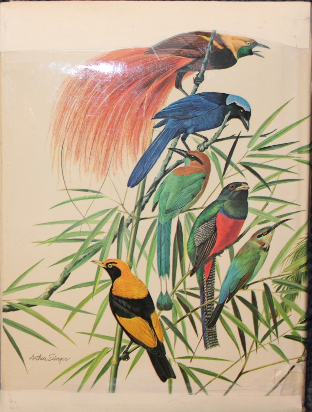 BIRDS of The World , a Wonderful Collection of Beautifully illustrarted Avians3