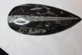Fossil Orthoceras long conconical segmented shape 350-400 million yrs old0