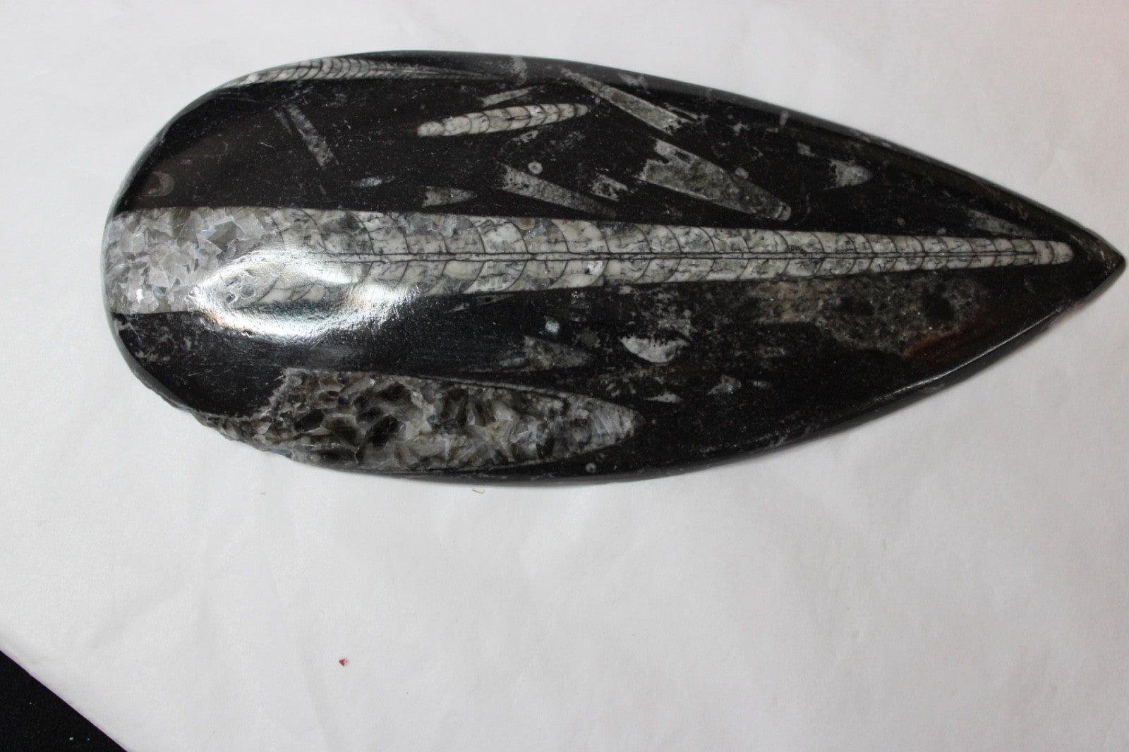 Fossil Orthoceras long conconical segmented shape 350-400 million yrs old0