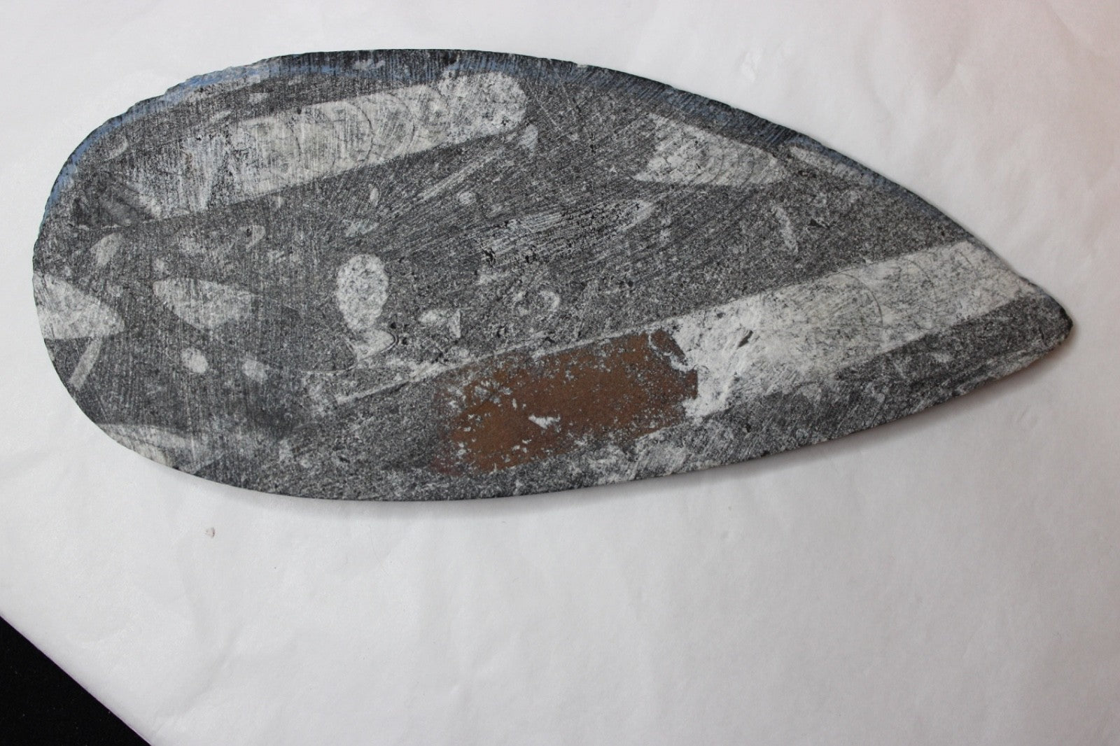 Fossil Orthoceras long conconical segmented shape 350-400 million yrs old2