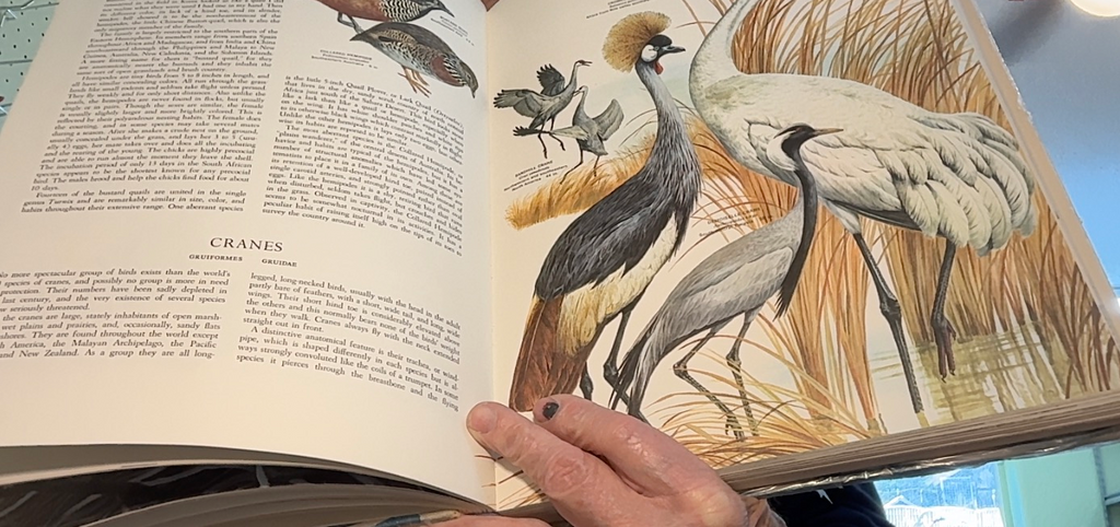 BIRDS of The World , a Wonderful Collection of Beautifully illustrarted Avians4